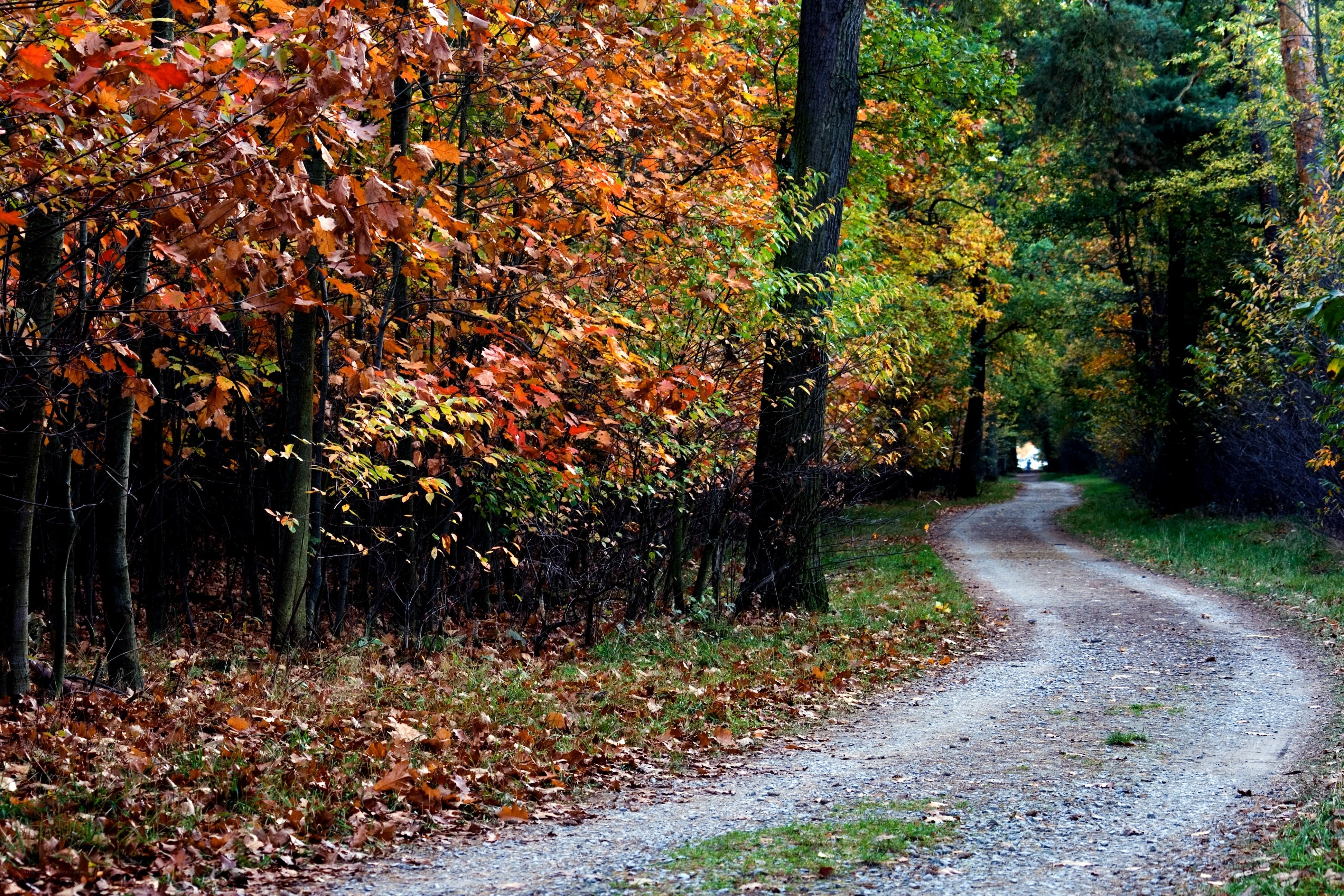 Autumn path in the forest