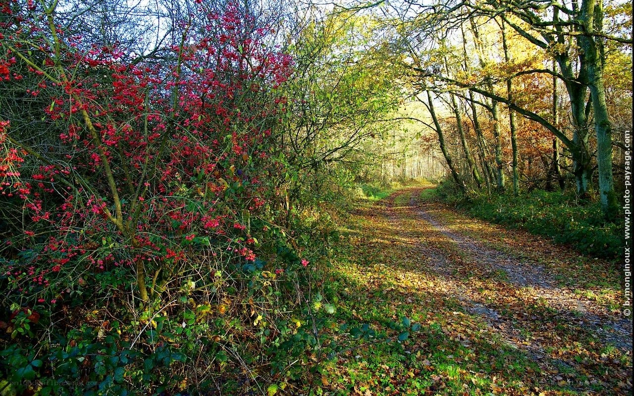 Autumn path in the forest