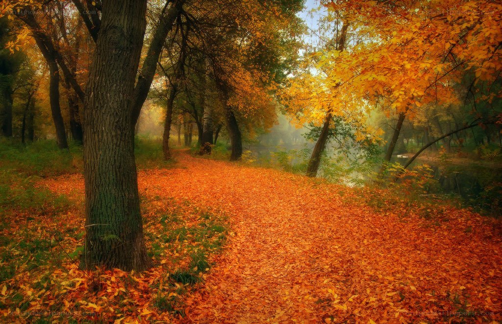 Autumn path in the forest