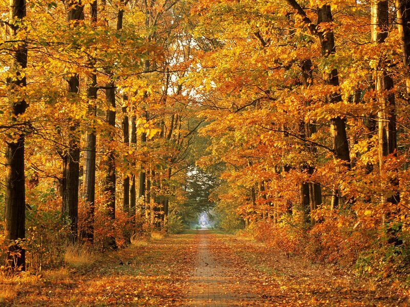 Autumn path in the forest