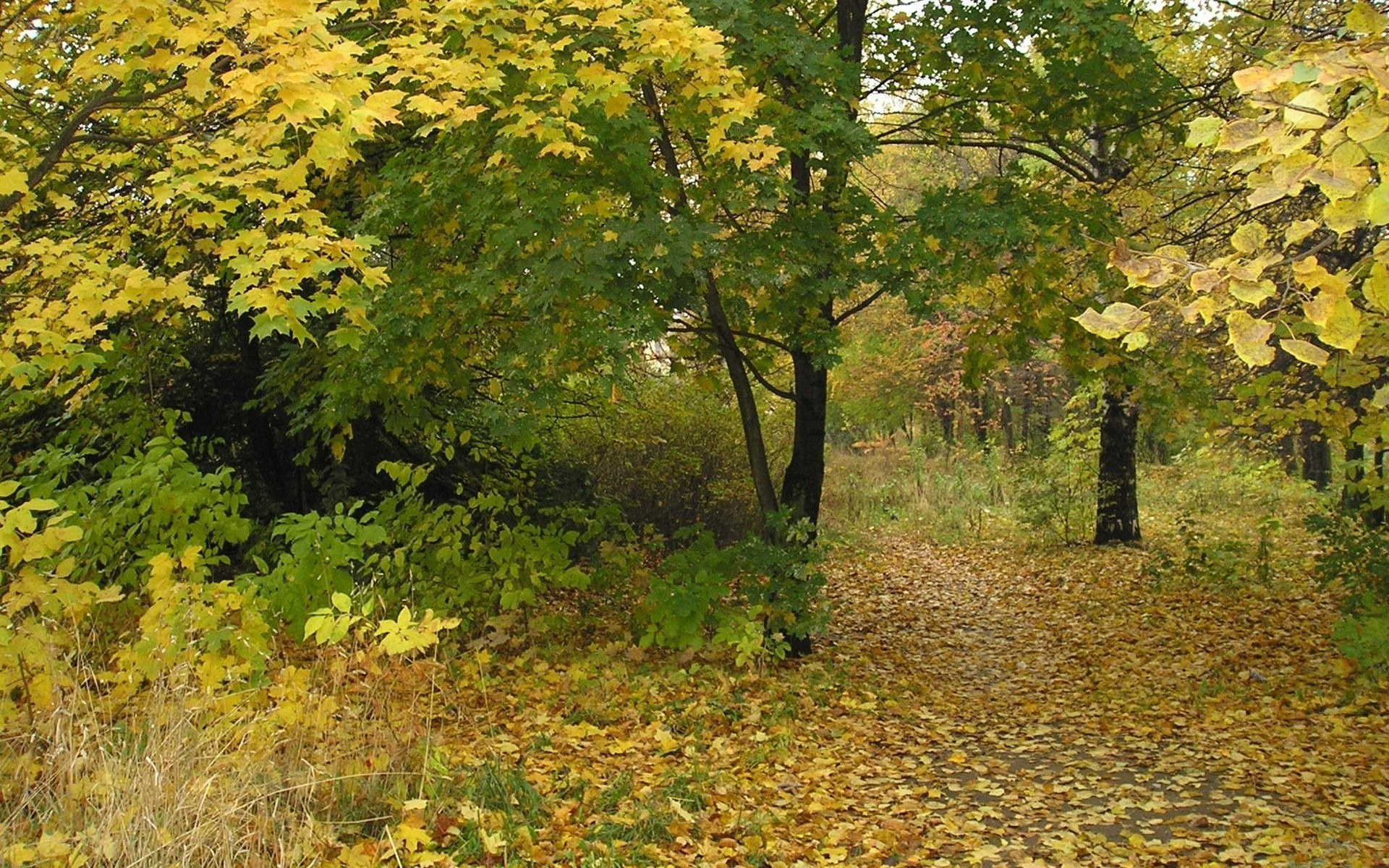 Autumn path in the forest
