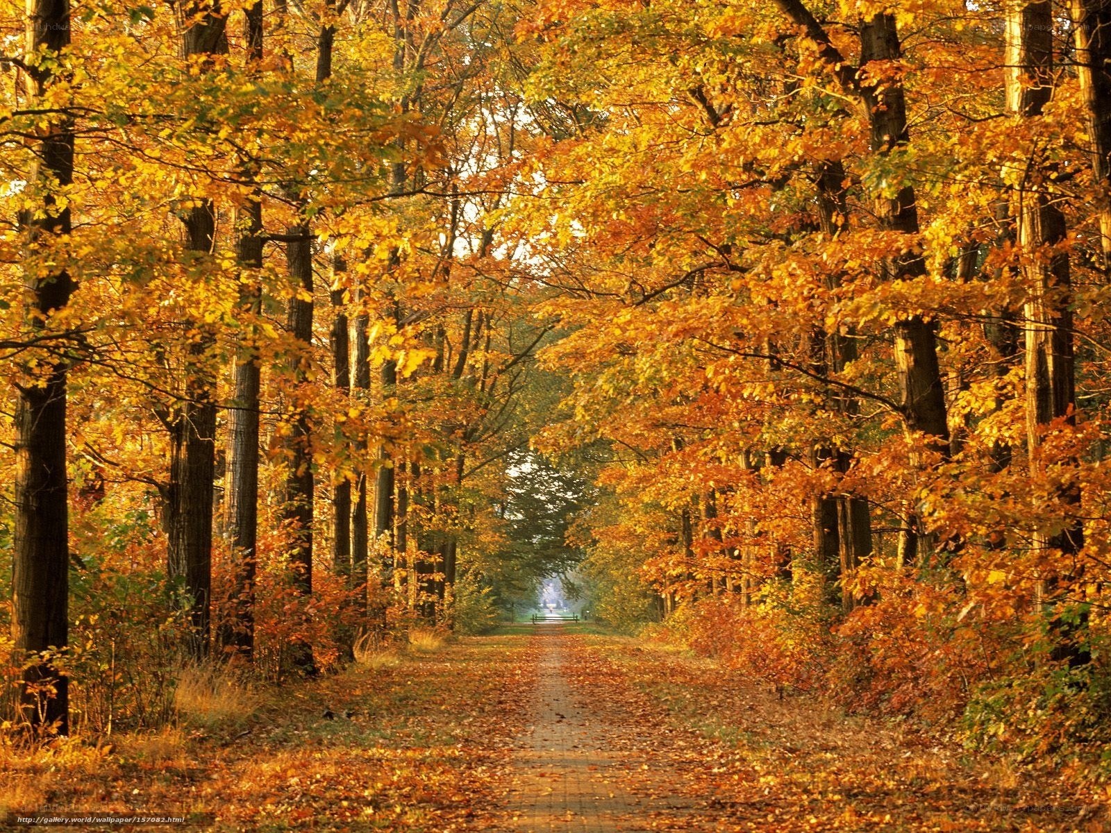 Autumn path in the forest