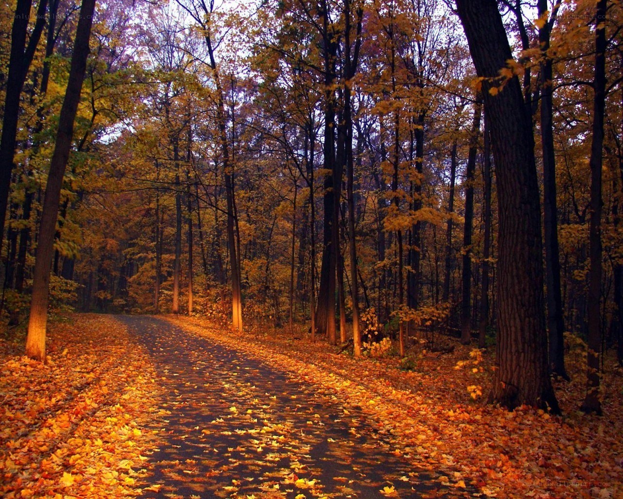 Autumn path in the forest