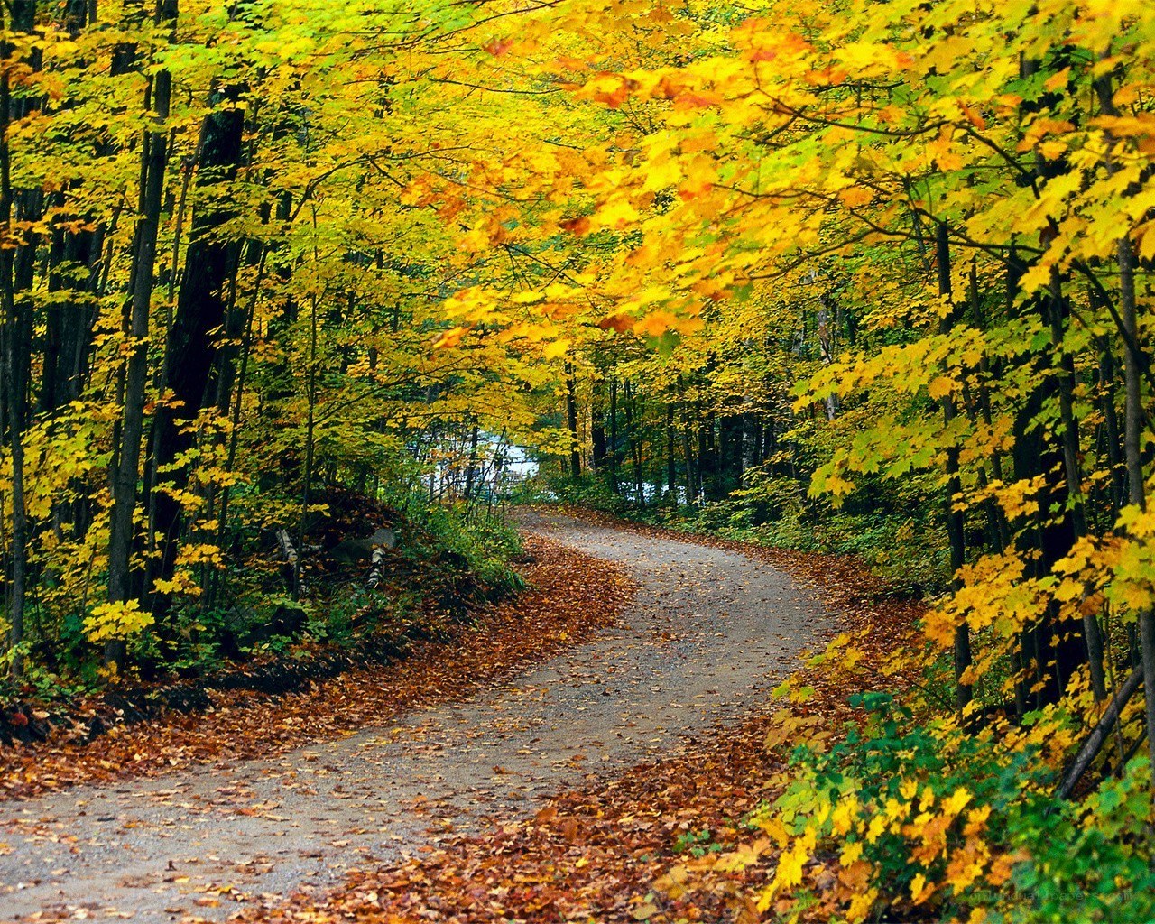 Autumn path in the forest