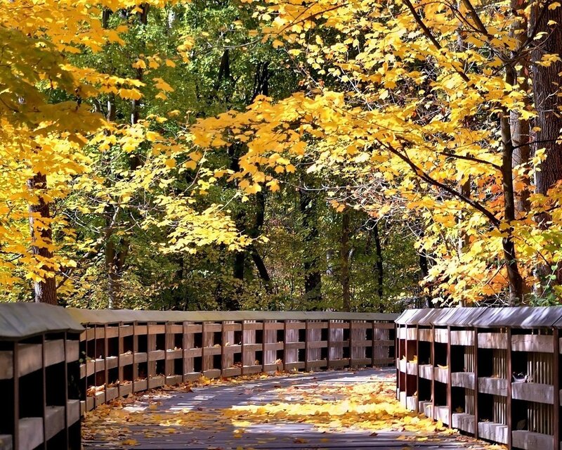 Autumn path in the forest