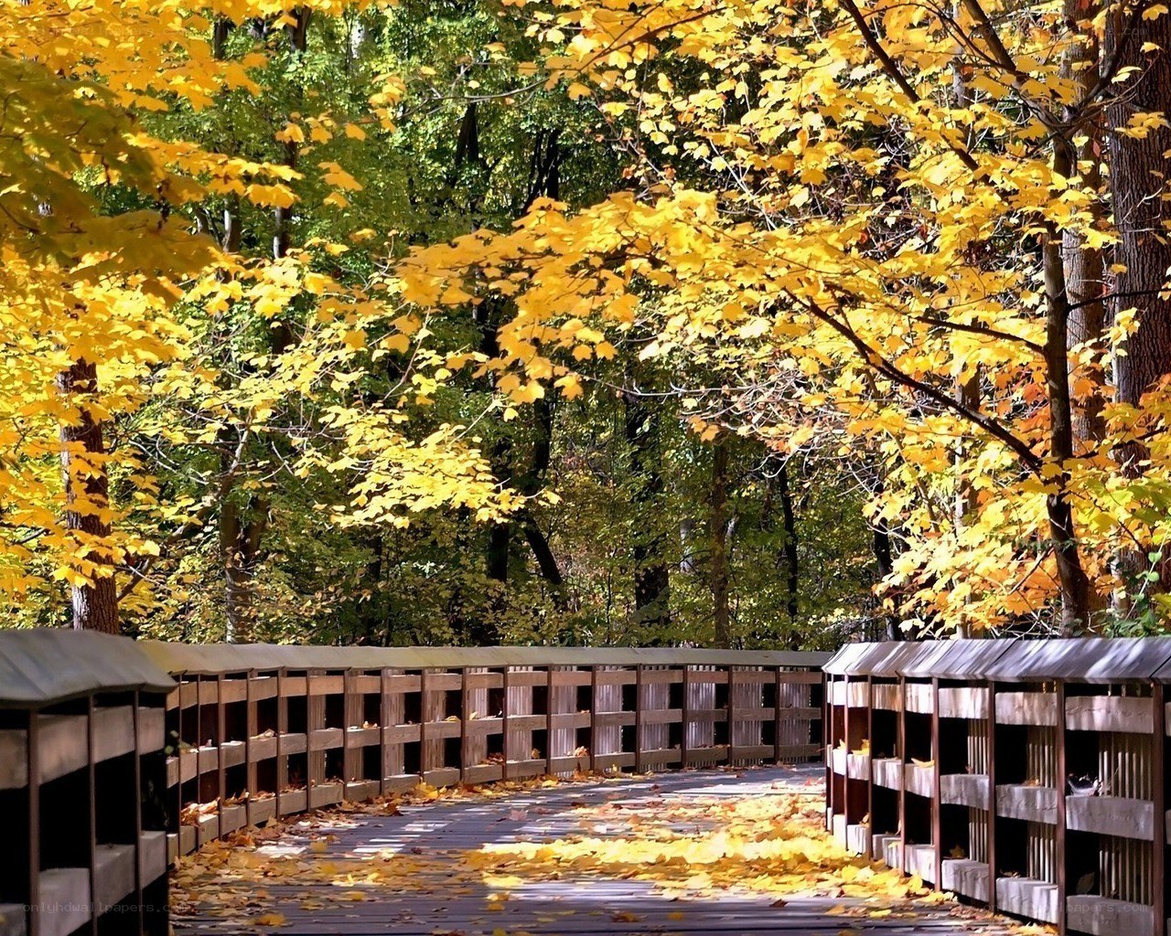 Autumn path in the forest