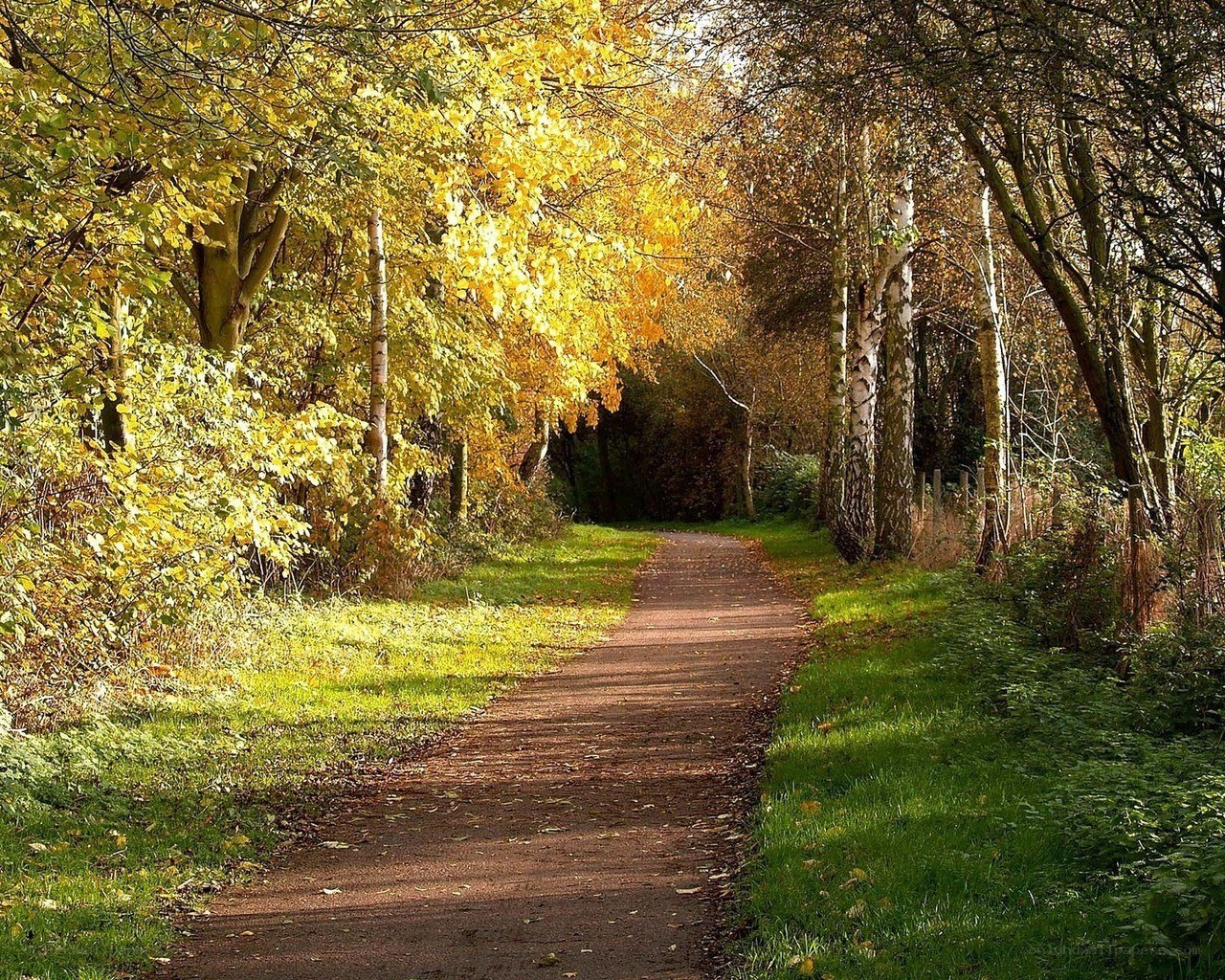 Autumn path in the forest