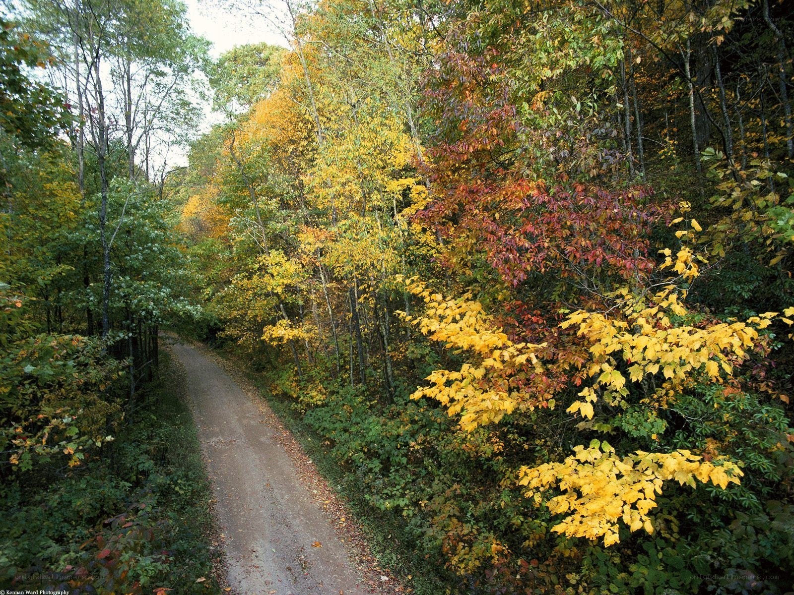 Autumn path in the forest