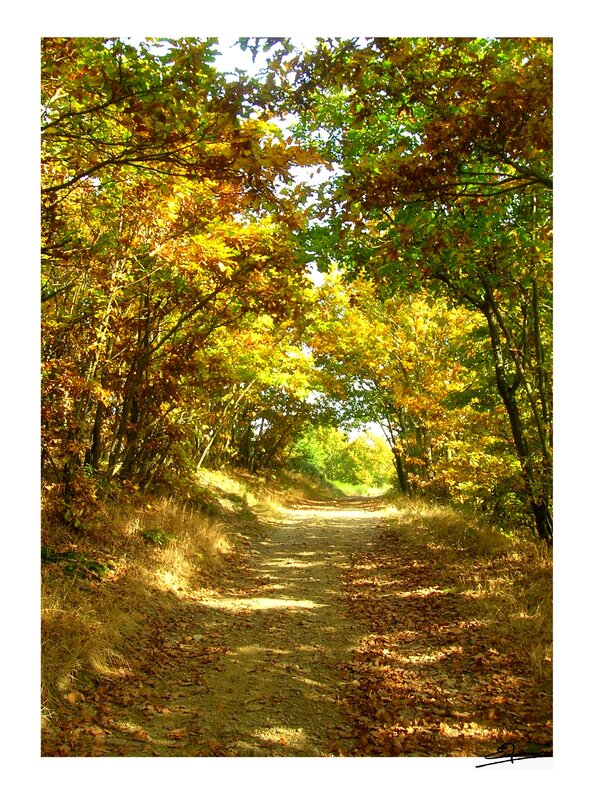 Autumn path in the forest
