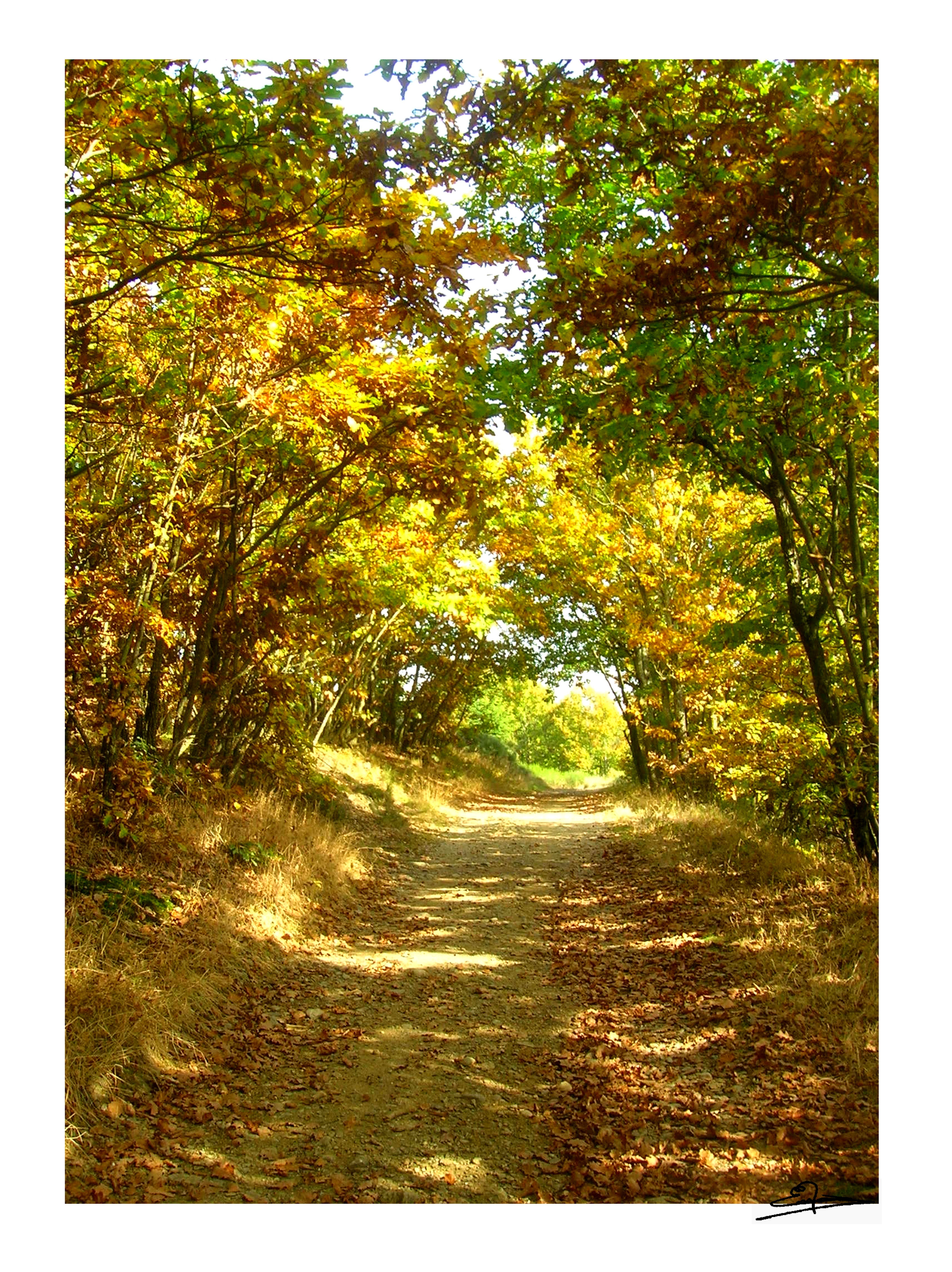 Autumn path in the forest