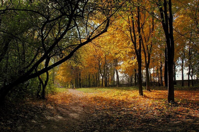 Autumn path in the forest