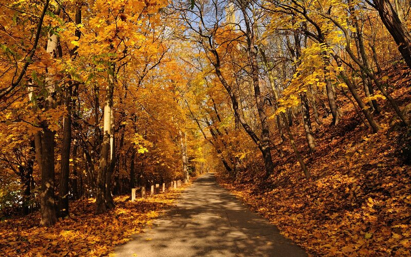 Autumn path in the forest