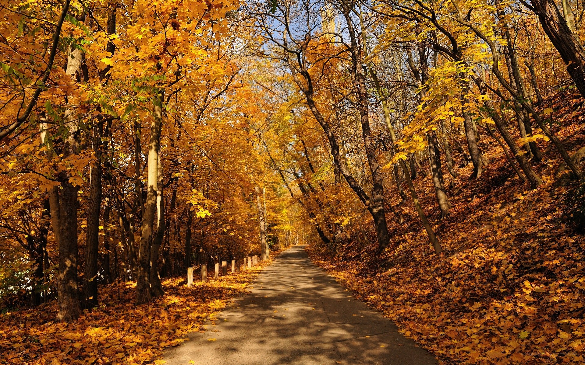 Autumn path in the forest