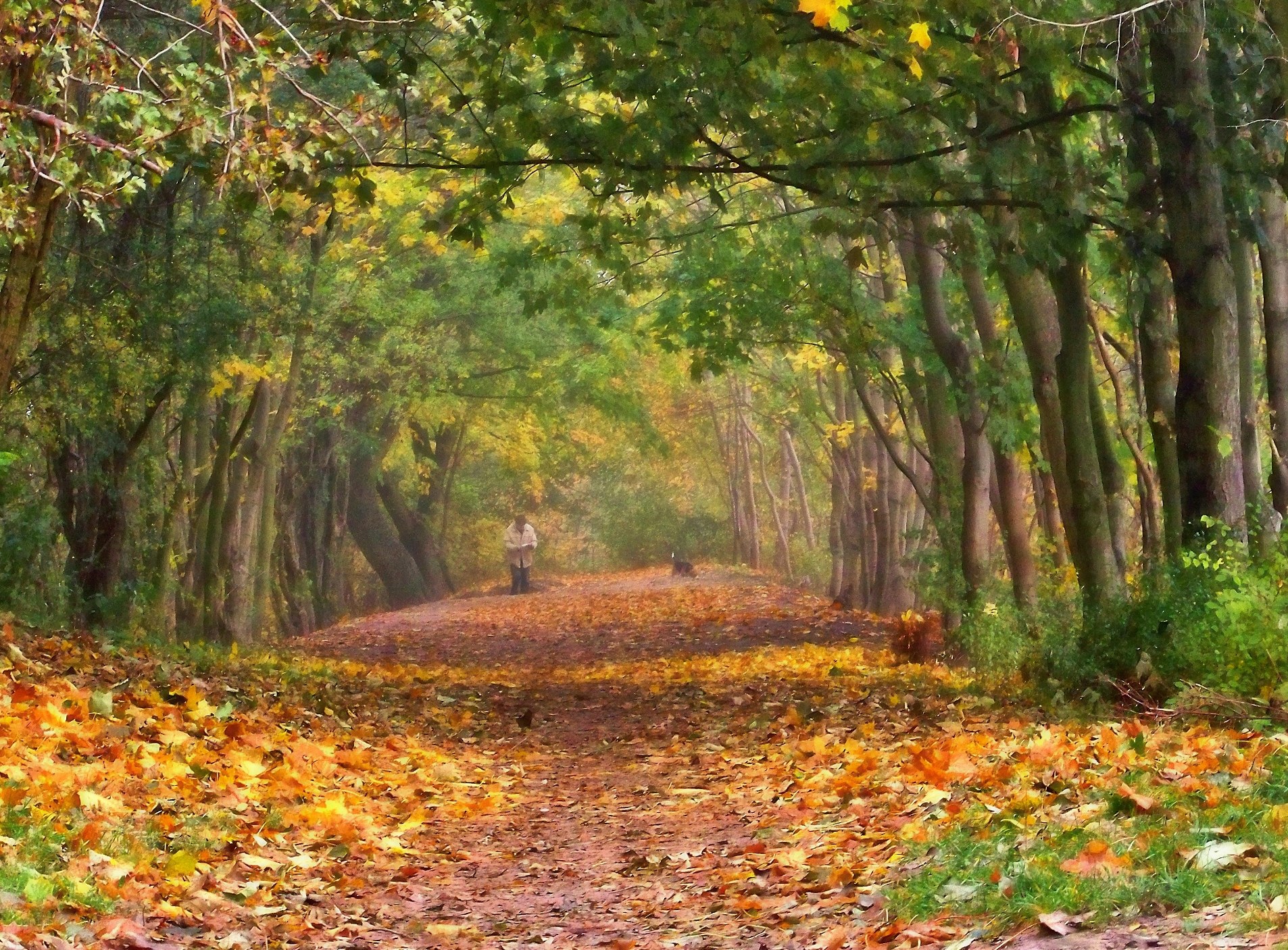 Autumn path in the forest