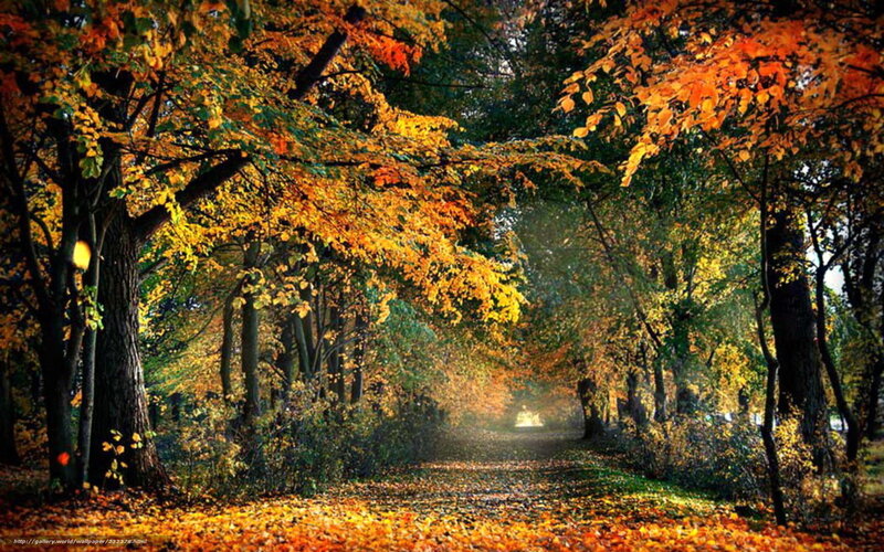 Autumn path in the forest