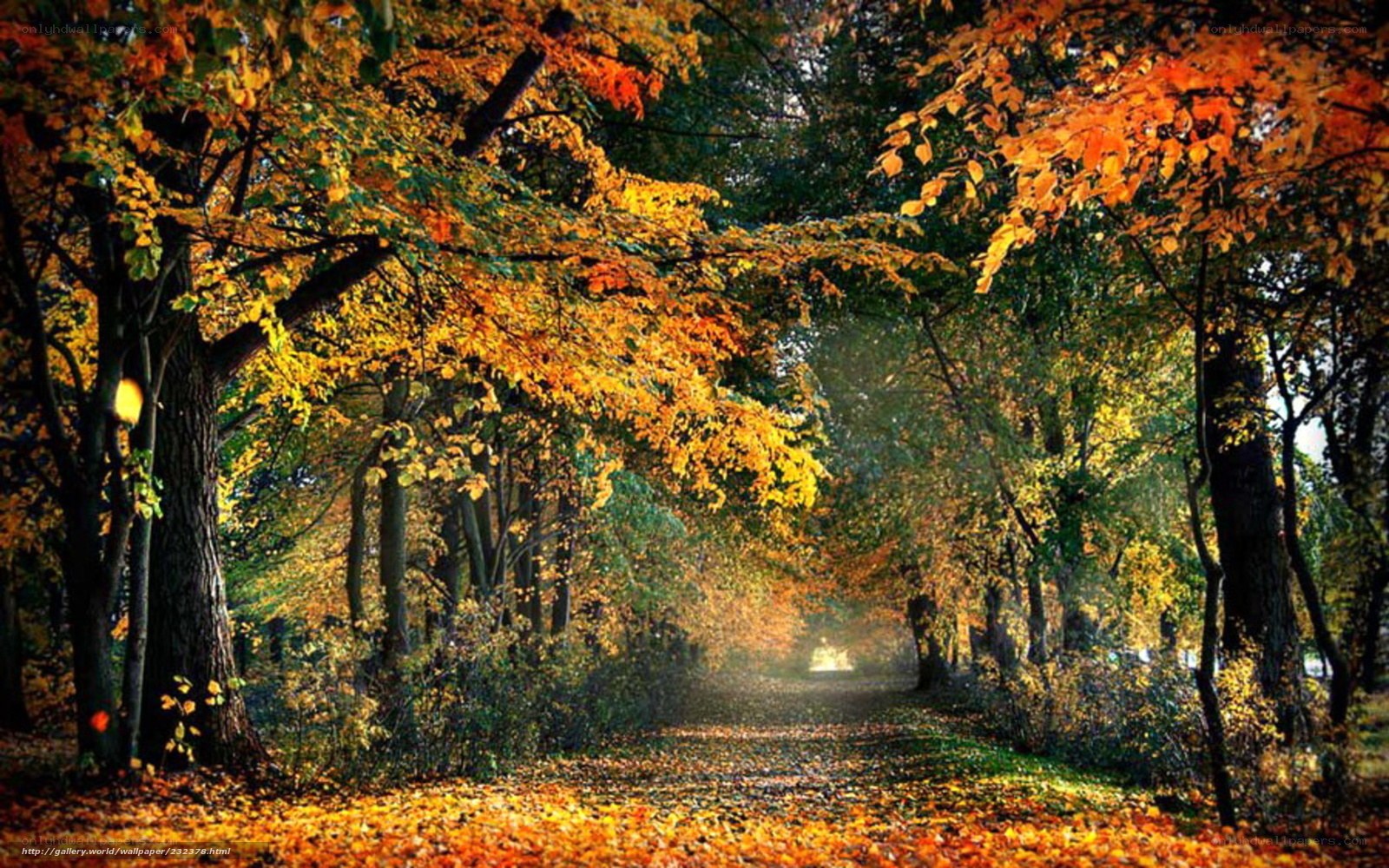 Autumn path in the forest