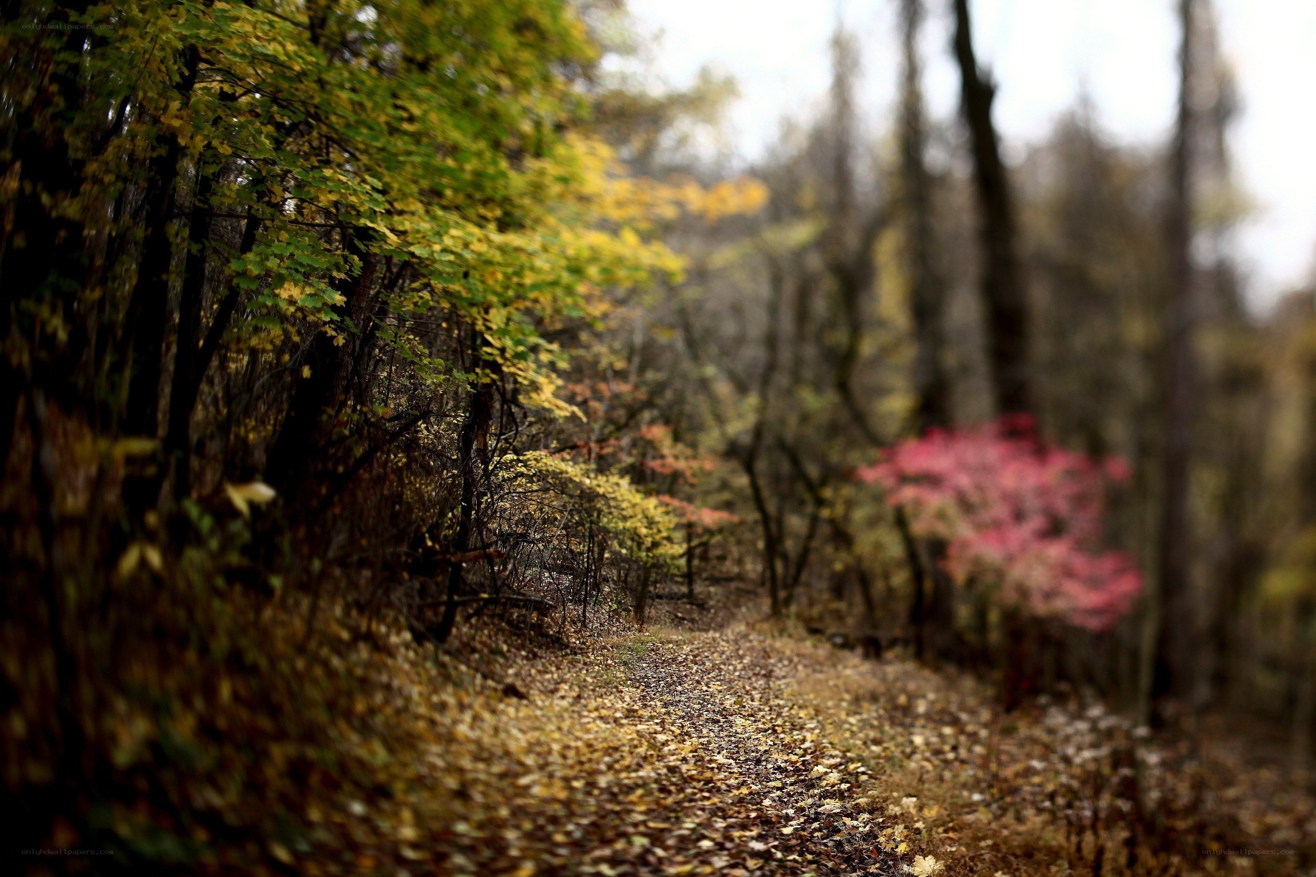 Autumn path in the forest