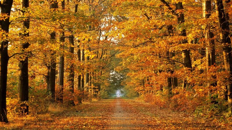 Autumn path in the forest