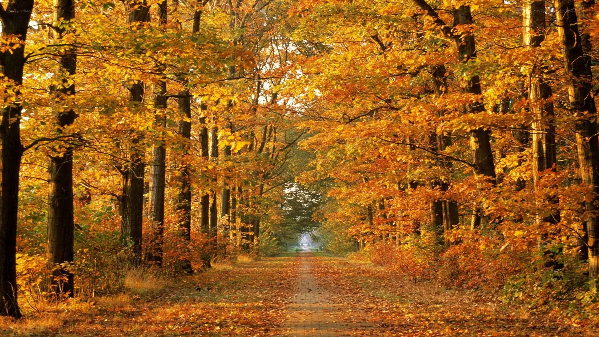 Autumn path in the forest