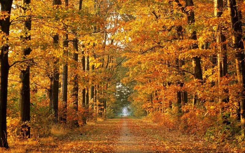 Autumn path in the forest