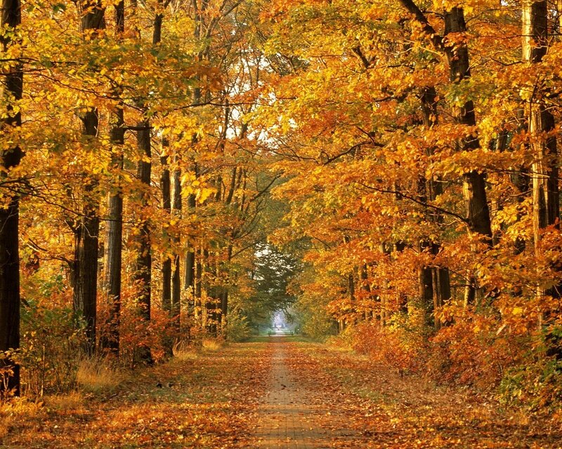 Autumn path in the forest