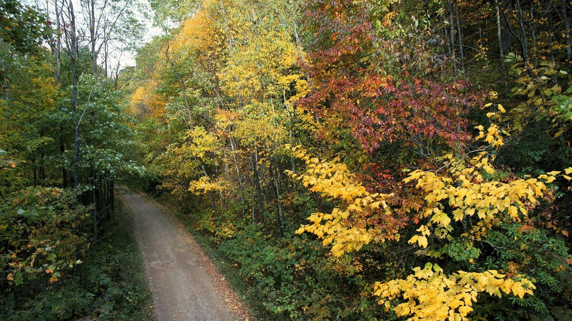 Autumn path in the forest