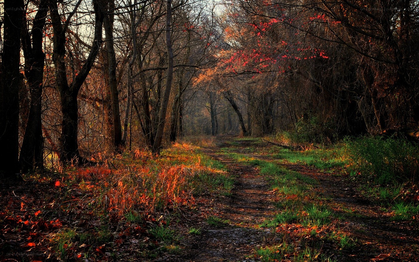 Autumn path in the forest