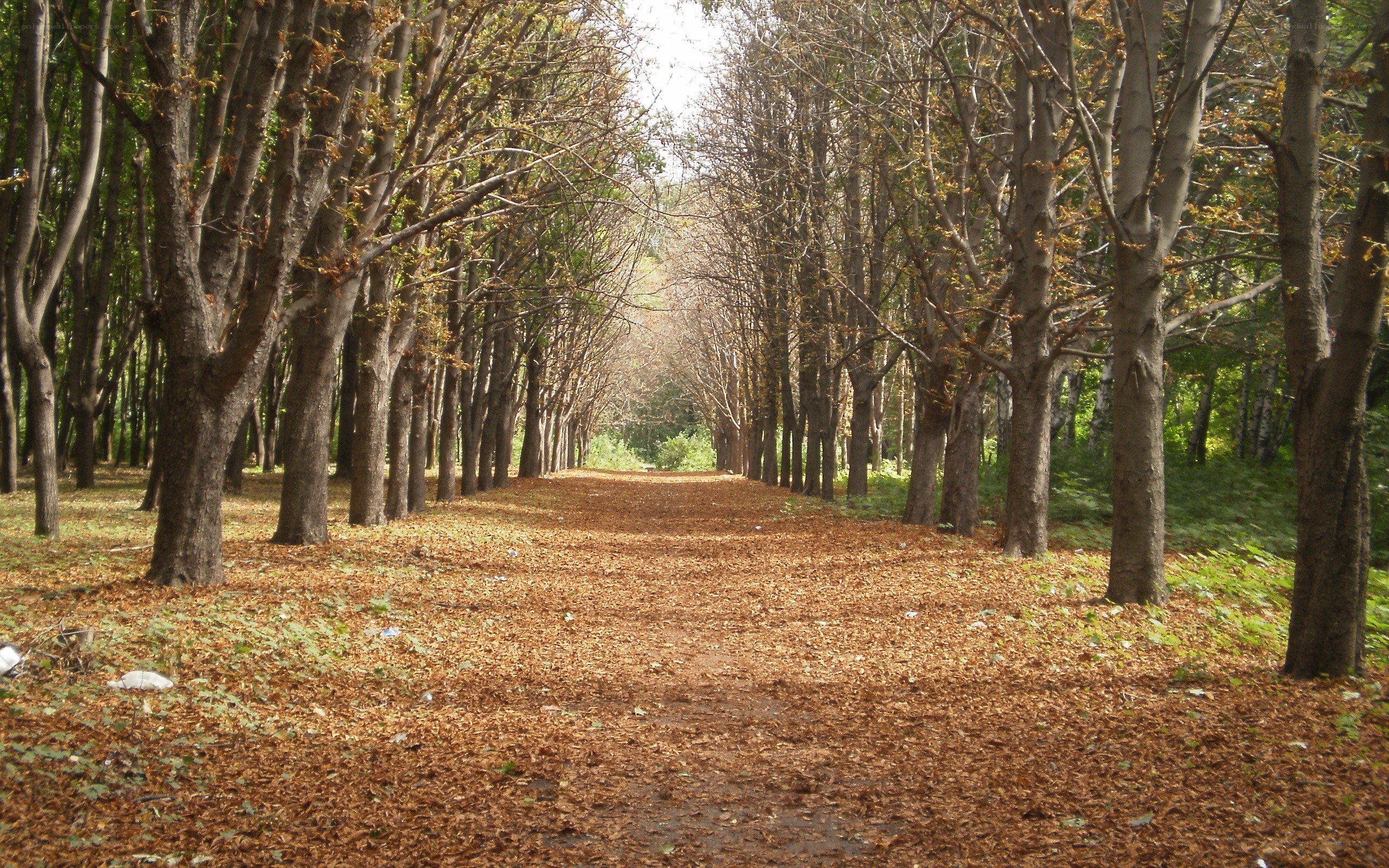 Autumn path in the forest