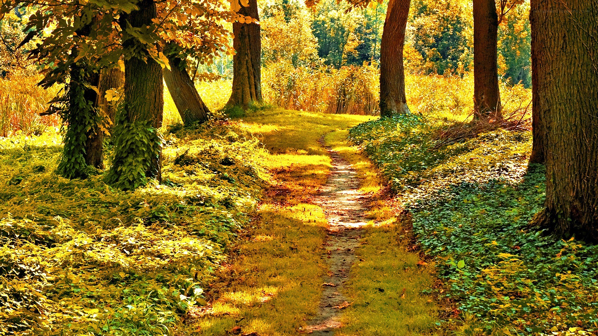 Autumn path in the forest