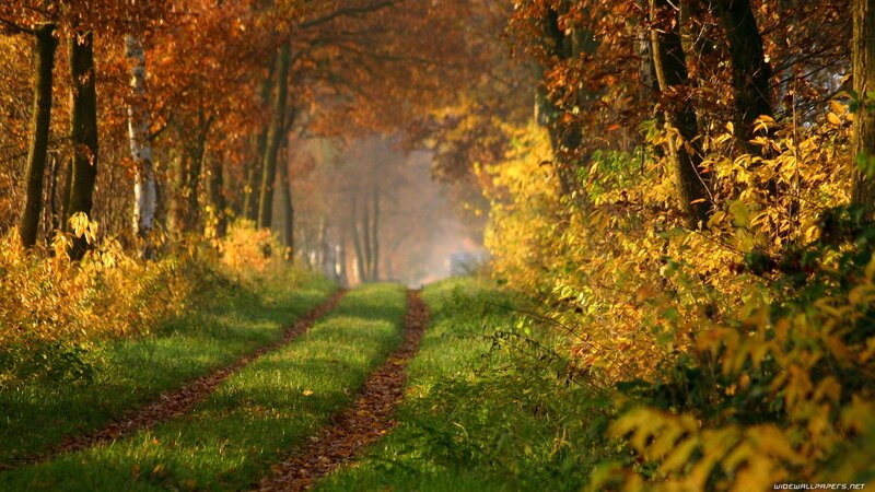 Autumn path in the forest
