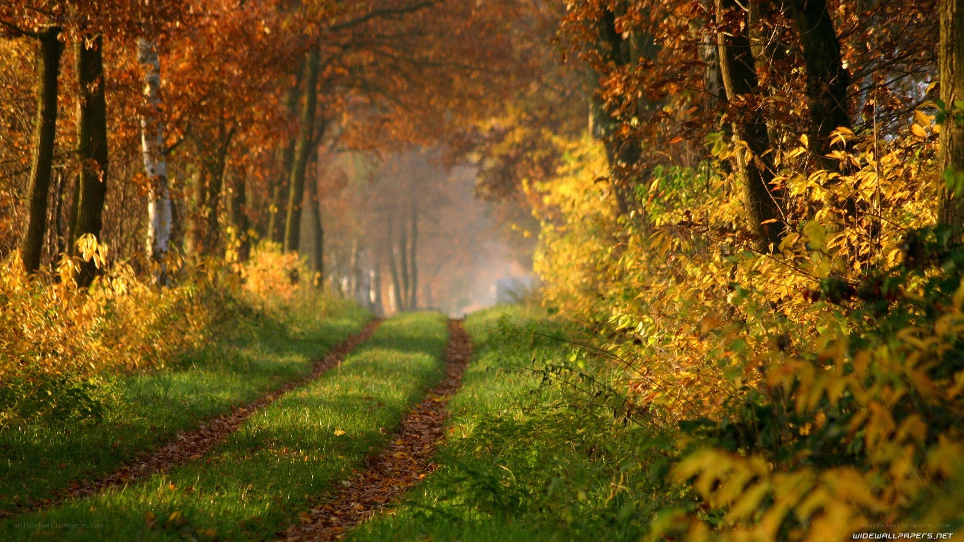 Autumn path in the forest