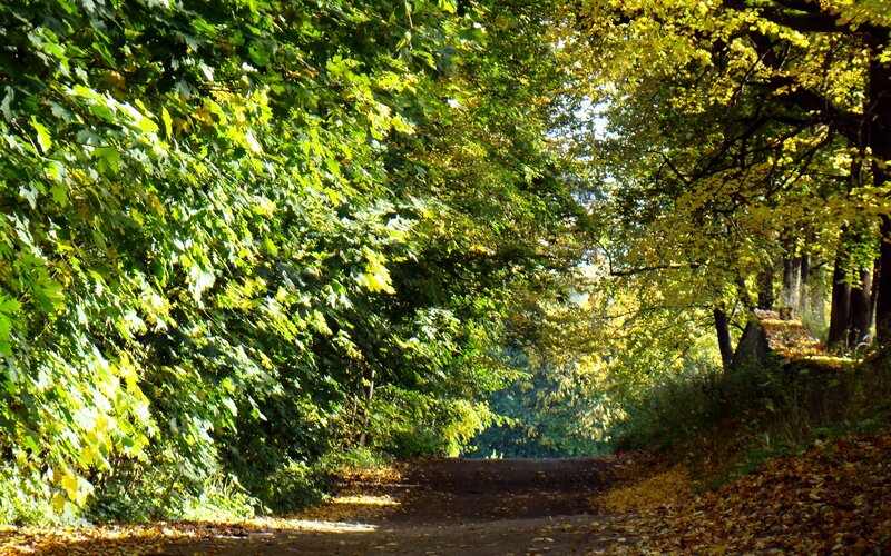 Autumn path in the forest