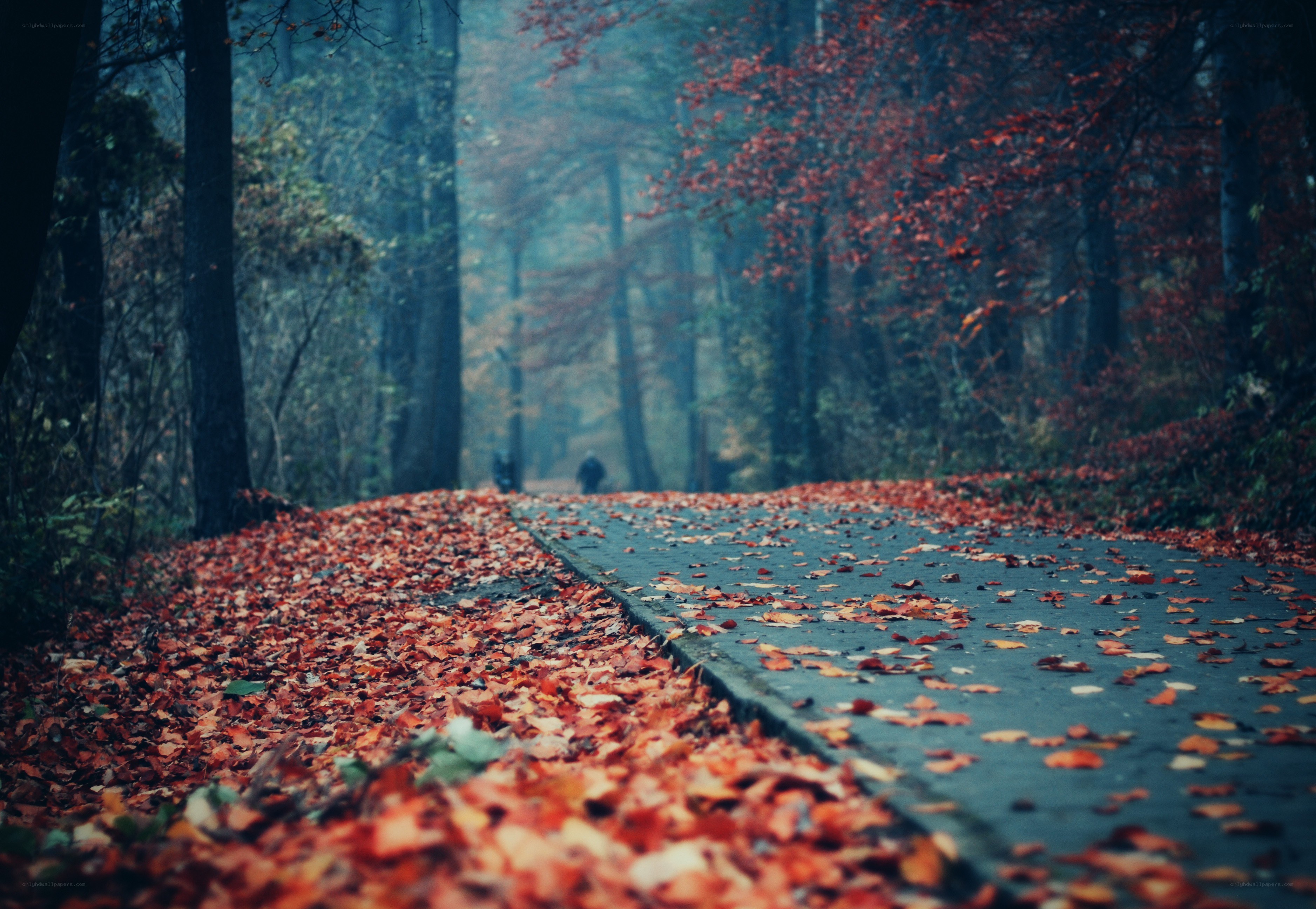 Autumn path in the forest