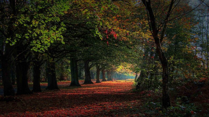 Autumn path in the forest