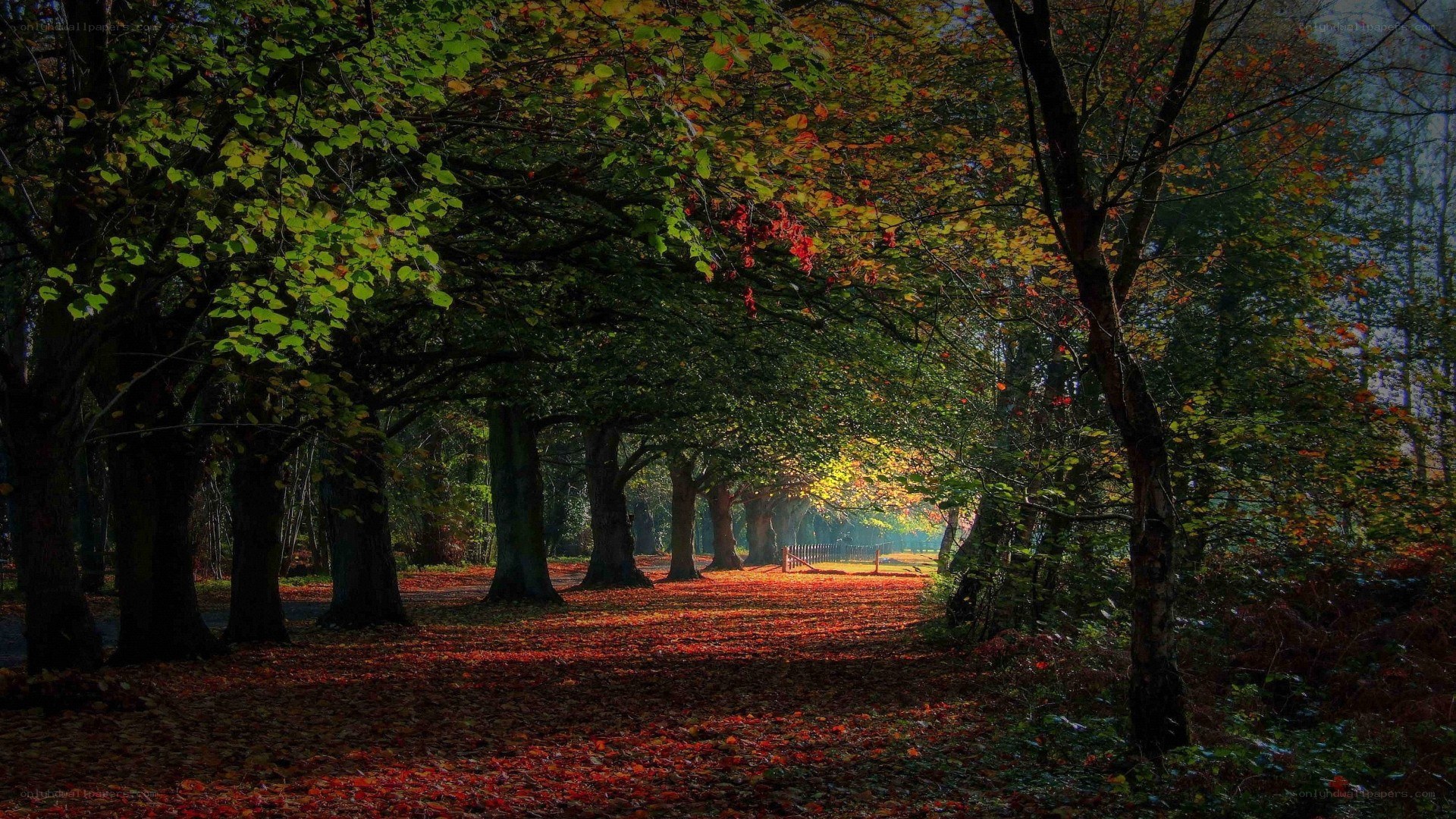 Autumn path in the forest