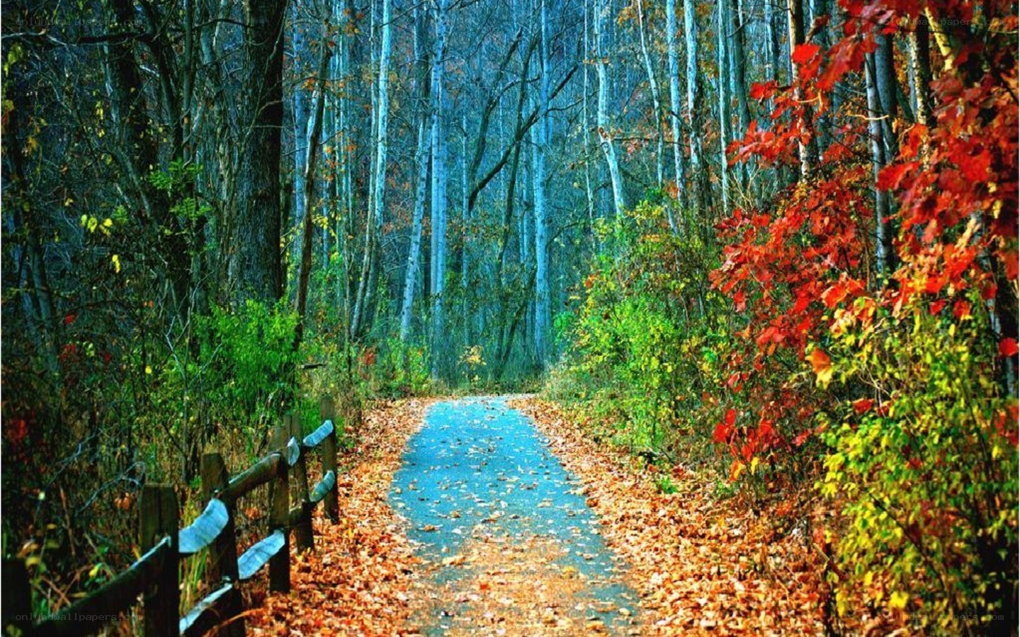 Autumn path in the forest