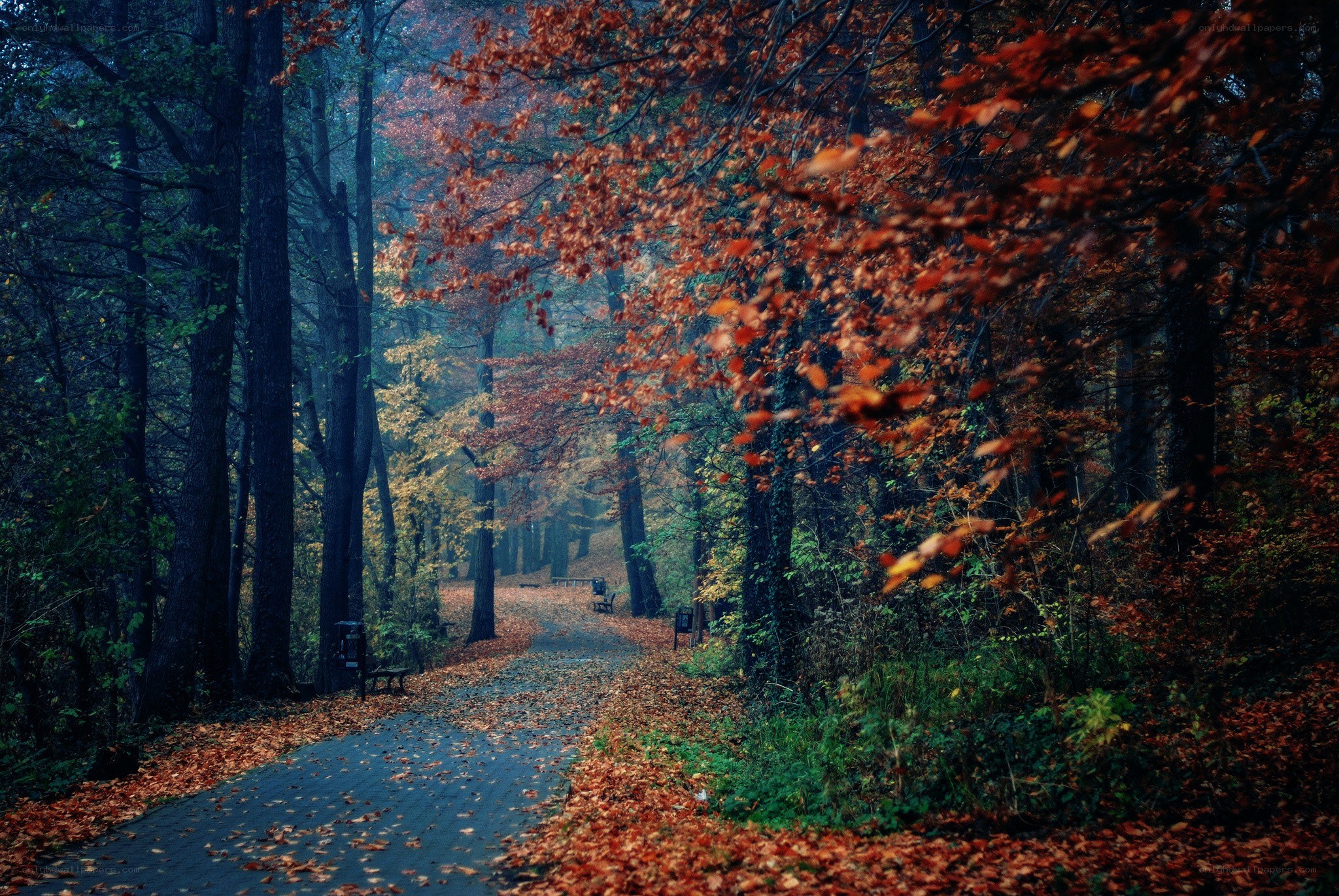 Autumn path in the forest