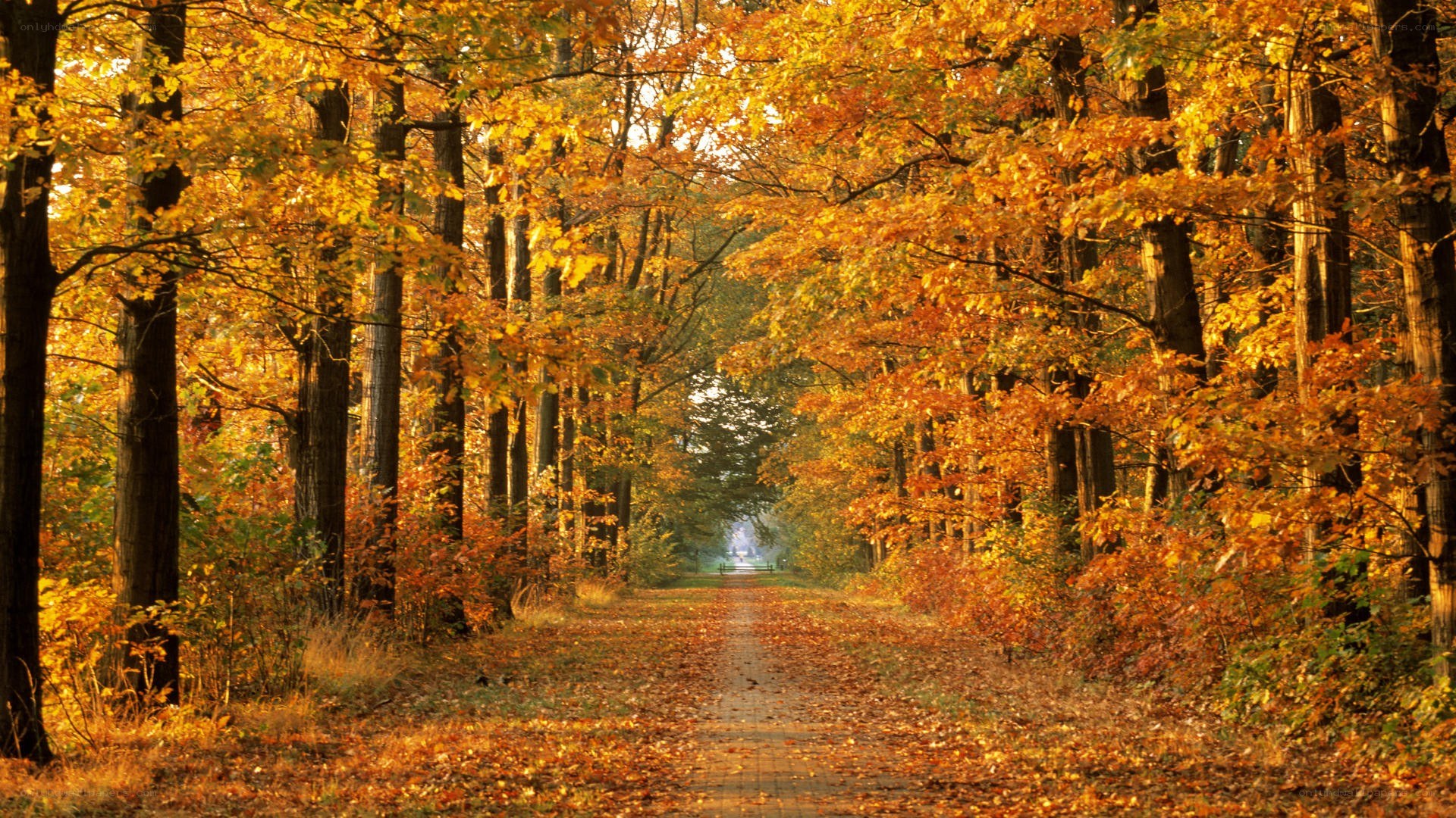 Autumn path in the forest