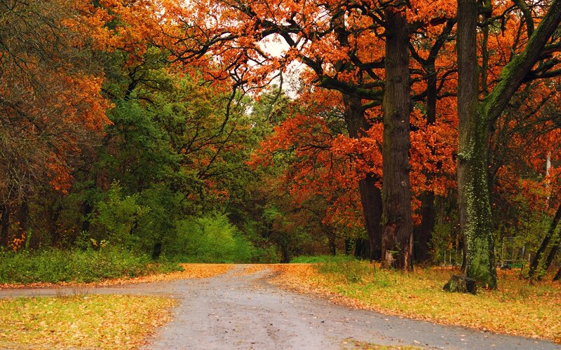 Autumn path in the forest