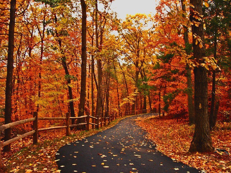 Autumn path in the forest