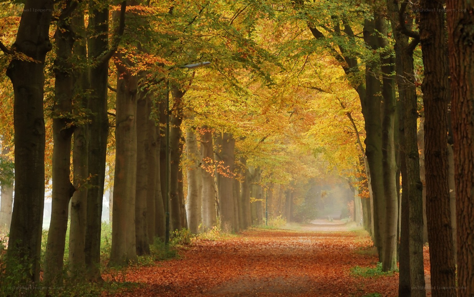 Autumn path in the forest