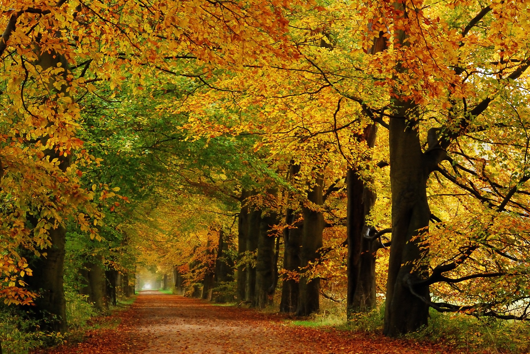 Autumn path in the forest