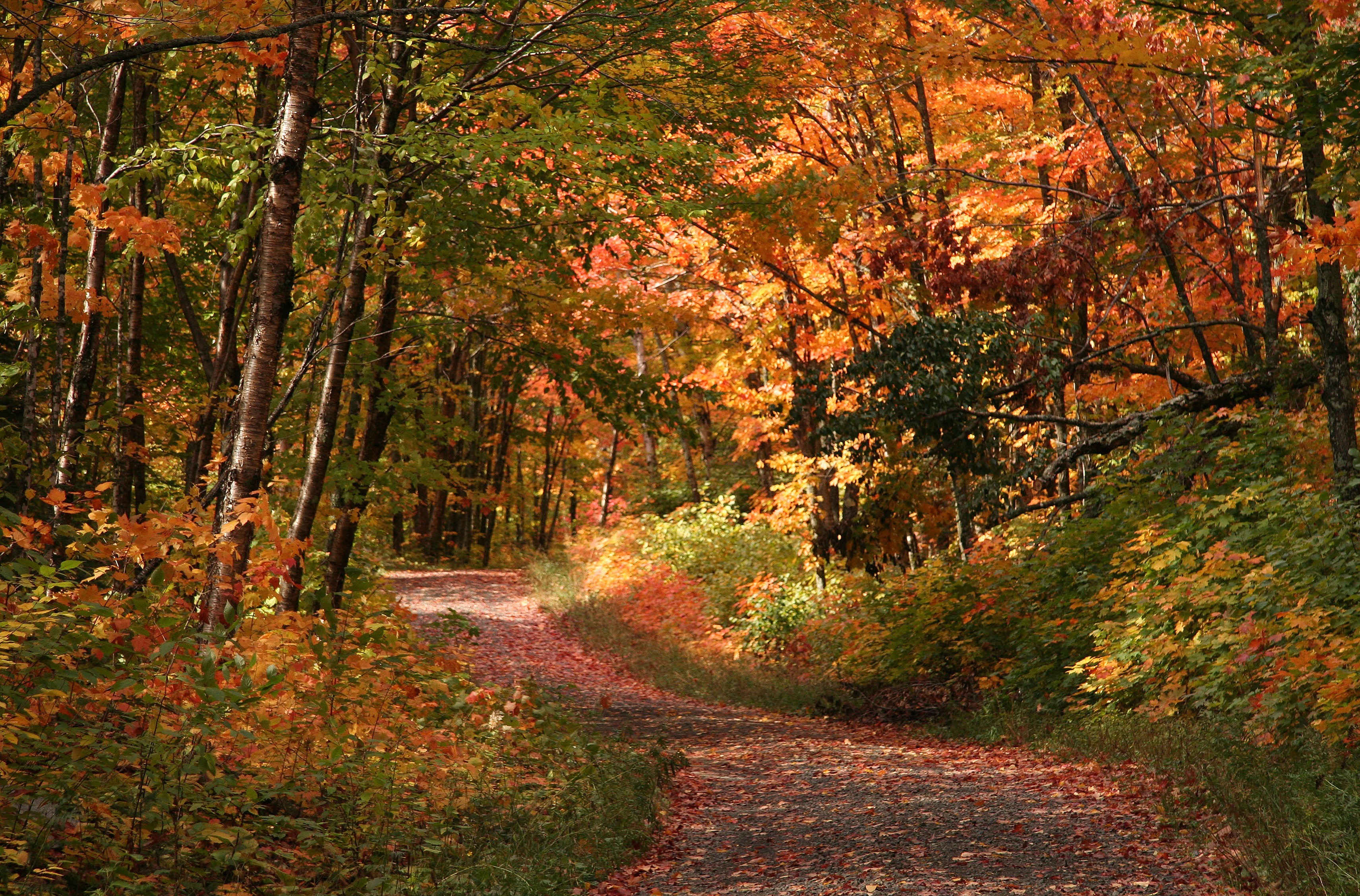 Autumn path in the forest
