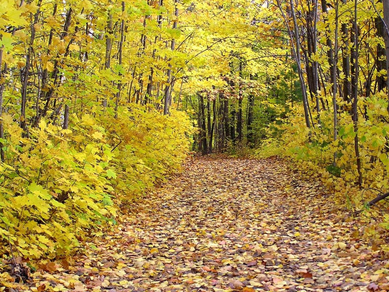 Autumn path in the forest
