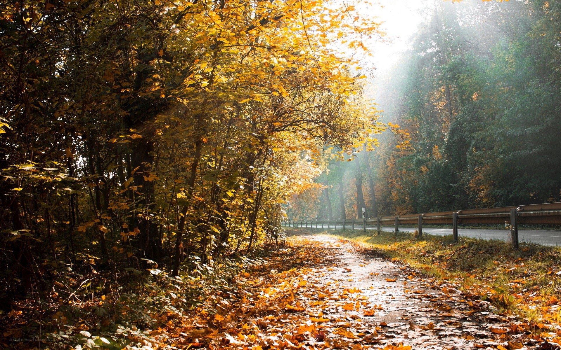 Autumn path in the forest