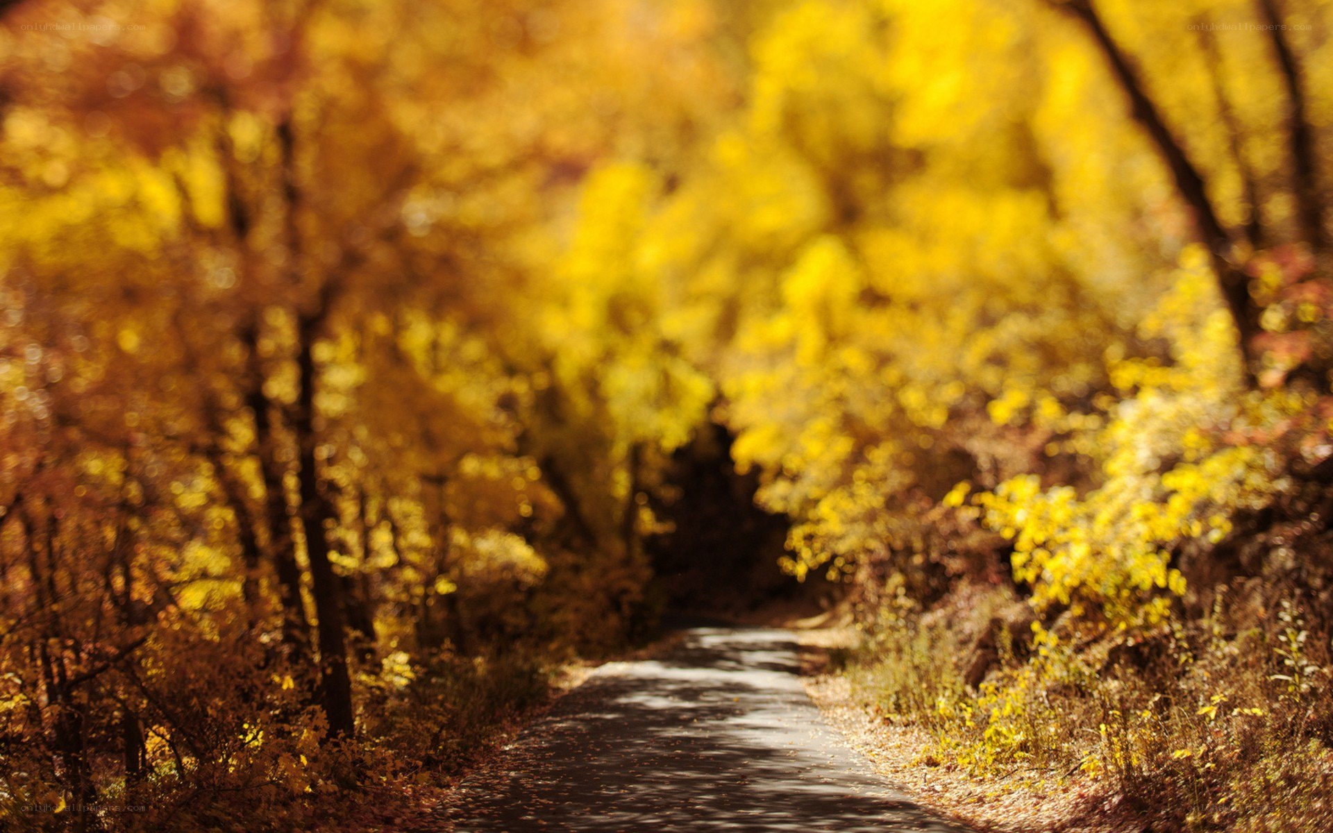 Autumn path in the forest