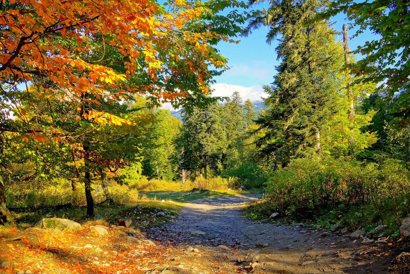 Autumn path in the forest