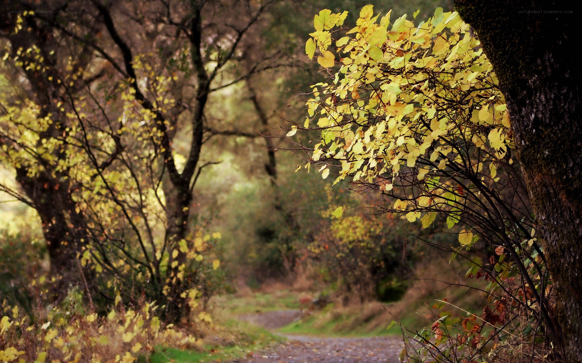 Autumn path in the forest