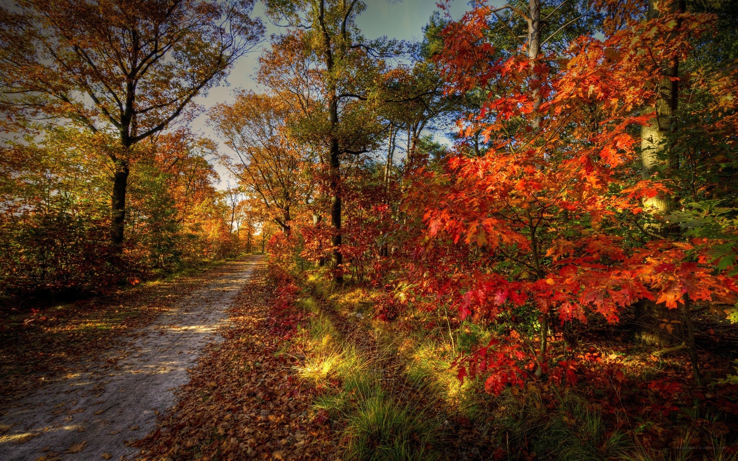 Autumn path in the forest