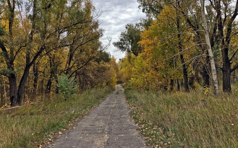 Autumn path in the forest